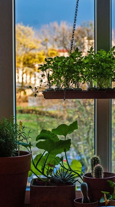 Cold-hardy radish seedlings thrive despite frost.