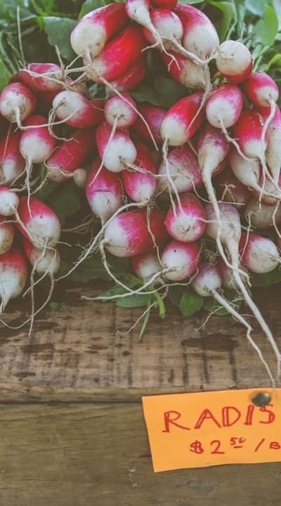 Thinning radish seedlings for proper spacing and growth