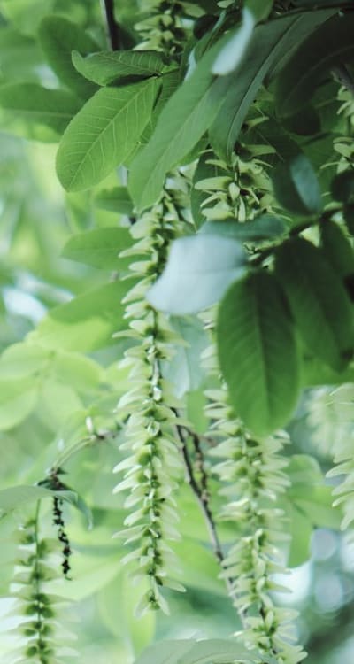 Optimal conditions for germinating radish seeds.