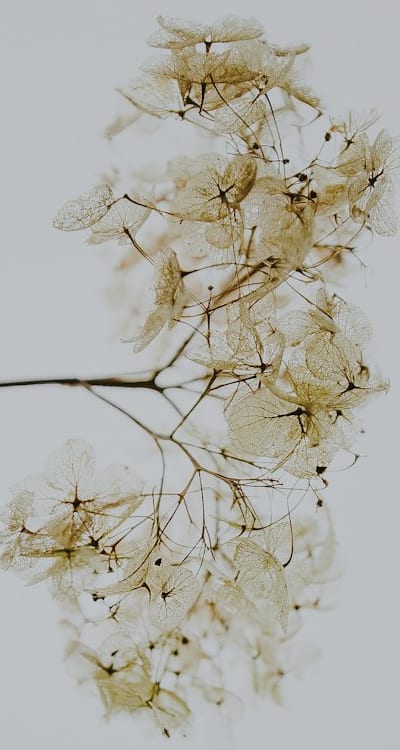 Tangible object: Seeds