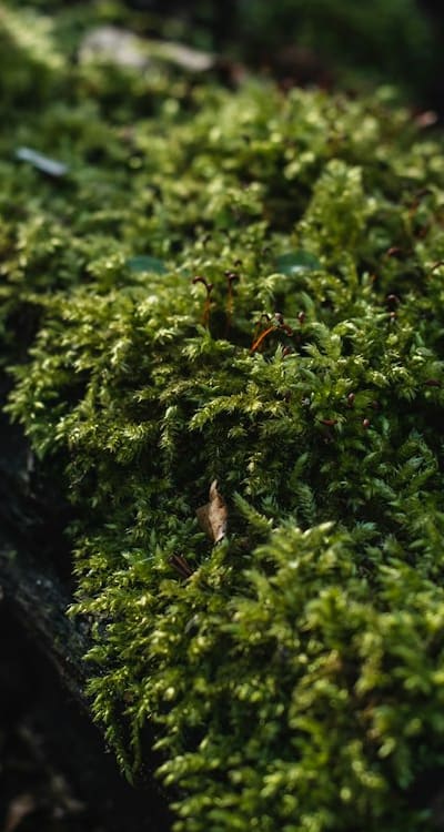 Harvesting and enjoying fresh, crisp radishes