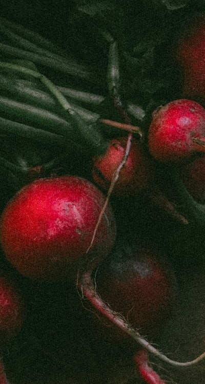Harvesting radishes: Size of the root bulb