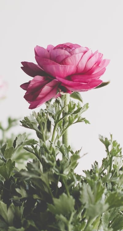 Proper depth is crucial for successful growth