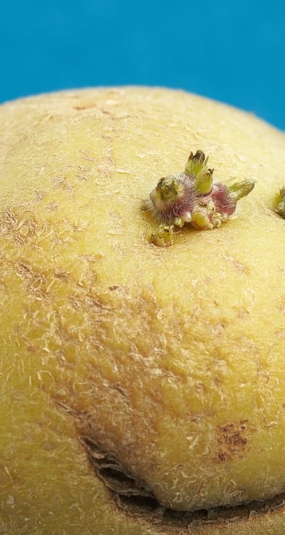 Mature rutabagas have a smooth, waxy appearance and deep purple or yellowish hue.