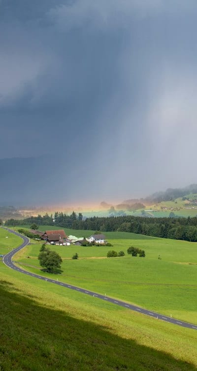 Freshly harvested rutabagas in root cellar