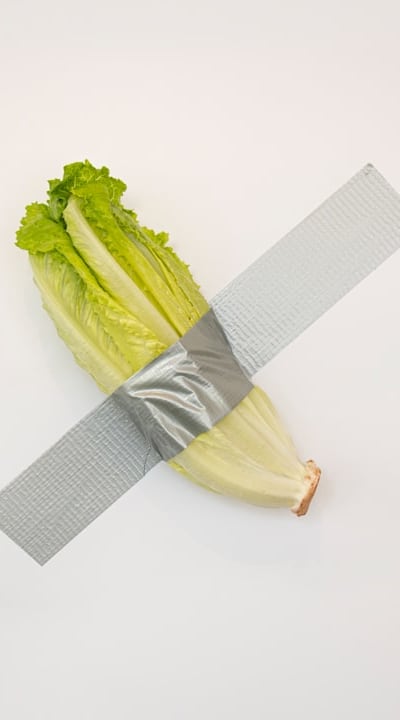 Harvesting lettuce with a clean cutting tool.