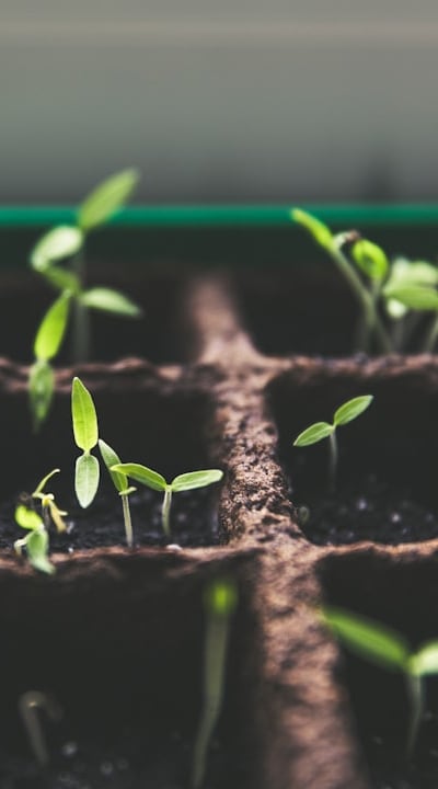 Three top-notch organic seed banks for your home garden.