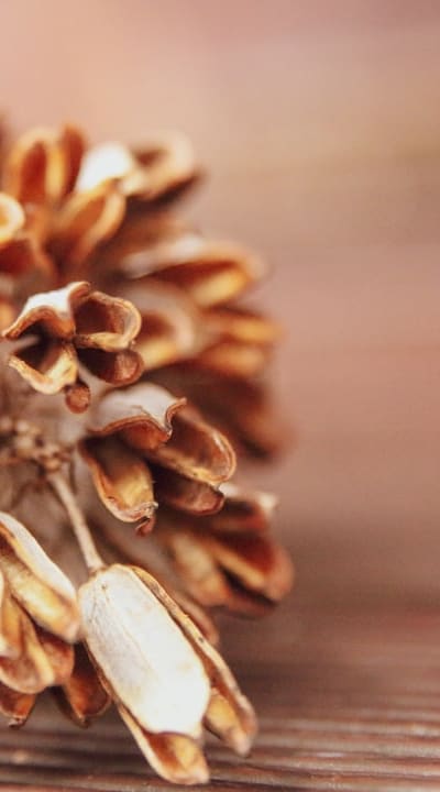 High-quality seeds enhance successful germination and healthy plant growth.