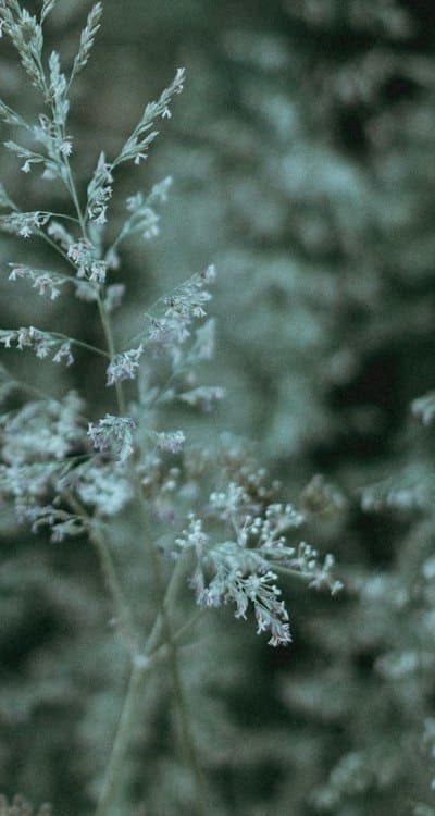 Alt text: Gymnosperm seed dispersal mechanisms in action.