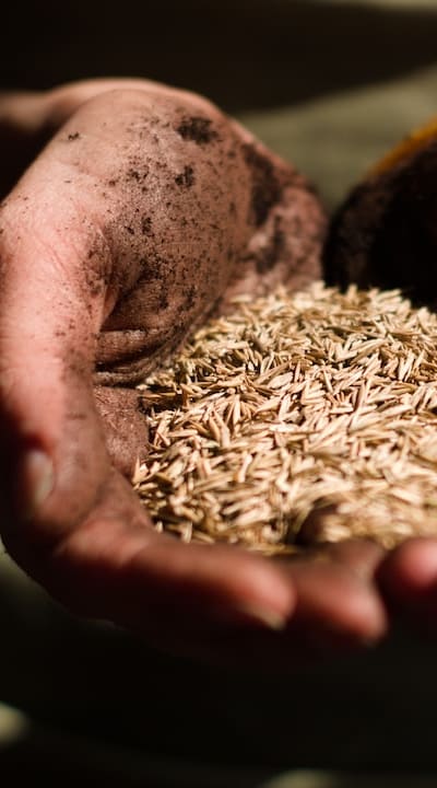 Exploring techniques for successful organic seed germination