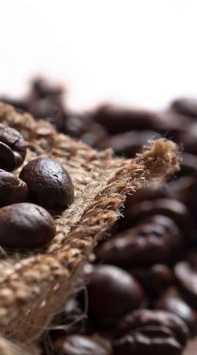 Alt text: Close-up of a monocot seed with a smooth surface