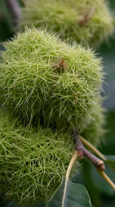 Growing perennial flowers from seed packets: a cost-effective way to create a vibrant garden.