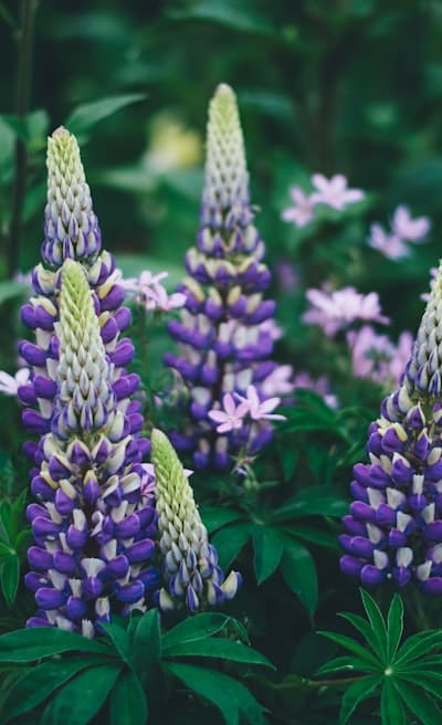 Anatomy of a dicot seed - key to successful germination