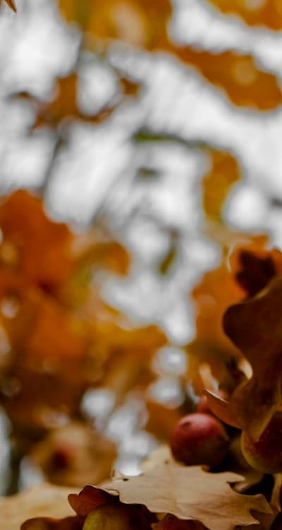 A variety of seed starting trays for perennial flowers.