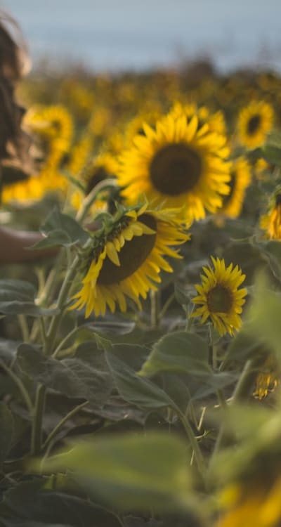 Proper spacing and seed depth for healthy flower growth.