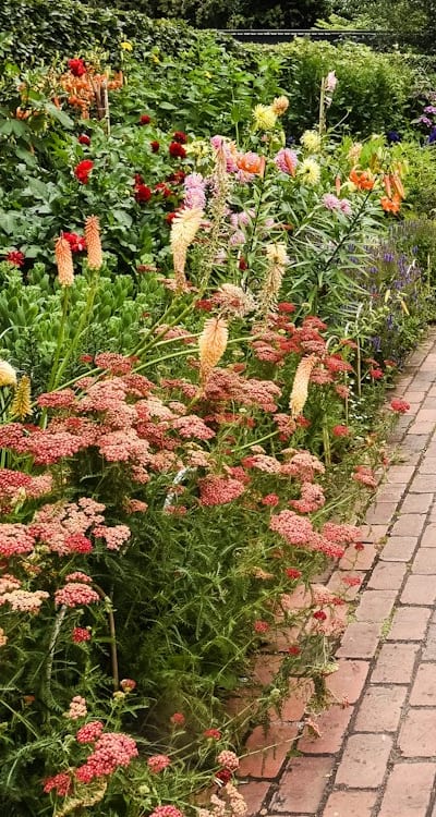 Managing pests and diseases in an organic seed garden