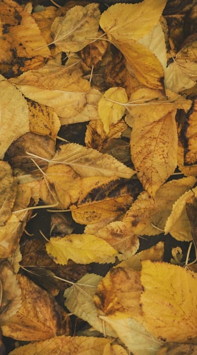 Seed leaves, the foundation of dicotyledonous plants