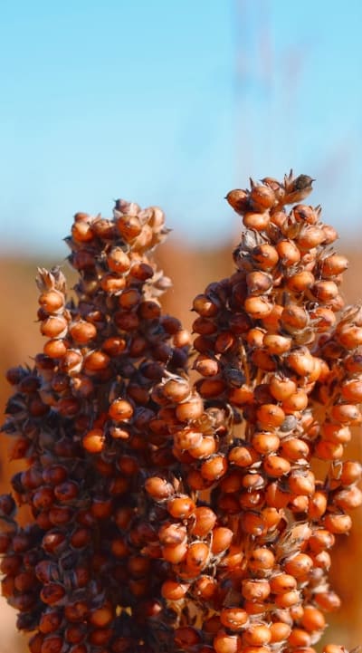 Light triggers germination process in seeds.