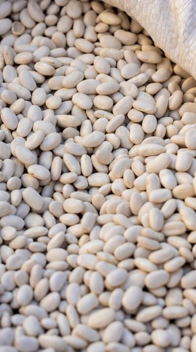 A guide to ensuring the viability of fruit seeds.