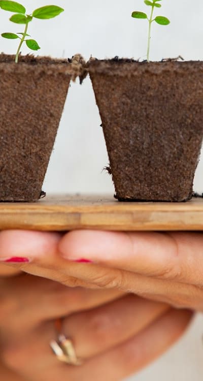 A guide to seed starting techniques for successful gardening.