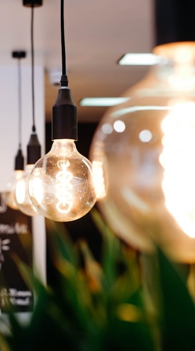 Perennial flower seedlings require adequate light intensity for healthy growth.