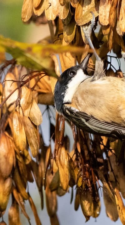 Organic seed starting mix and perennial flowers