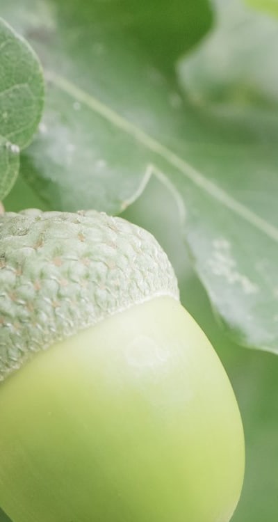 Troubleshooting common issues in starting vine seeds.