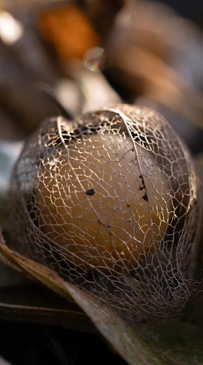Maximizing garden space with seed starting trays