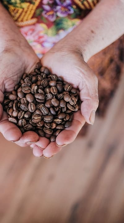 Seed starting trays with domes create a mini-greenhouse environment for seedlings.