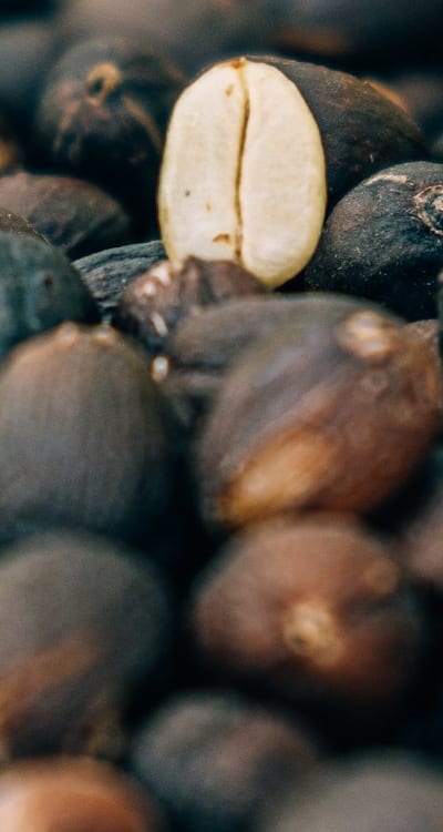 Indoor seed starting for fruit seeds.