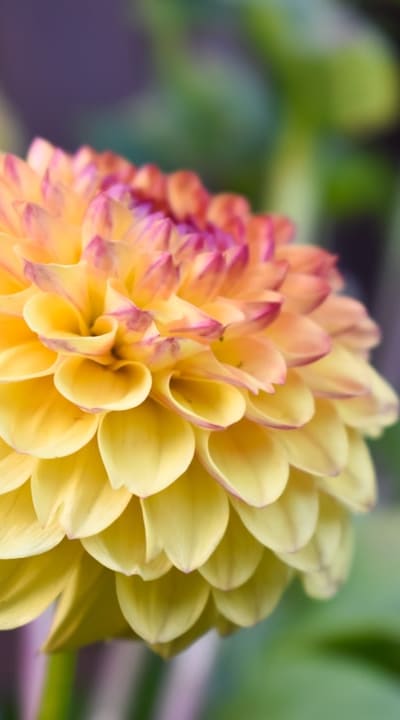 Planting Dahlia seeds requires delicate attention to detail.