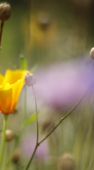 Indoor seed starting for wildflowers