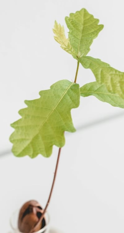 Soil, Flower seeds being sown in seed trays