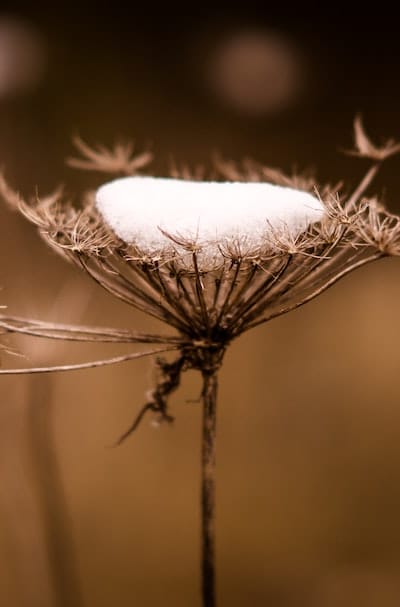 Indoor seed starting allows for optimal growing conditions.