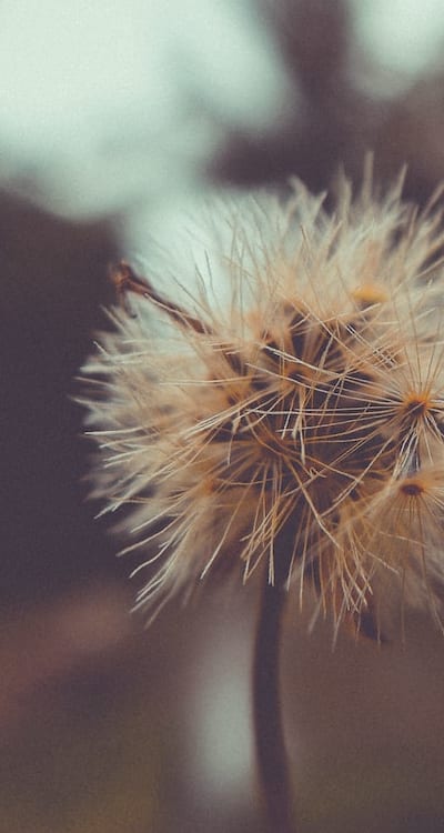 Indoor seed starting for a successful growing season.