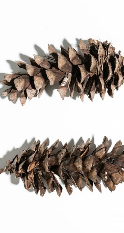 A guide to indoor sowing for gardeners