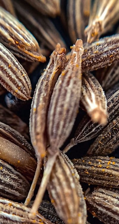 A collection of essential supplies for starting biennial flower seeds.