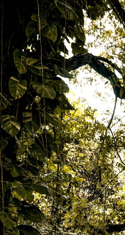 A checklist for successful seed planting: Petunia seeds and seed-starting mix.