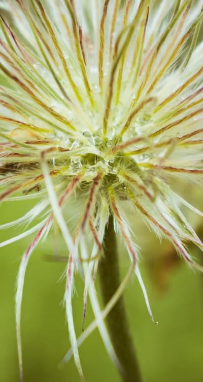 Alt text: Close-up of a young climber seedling