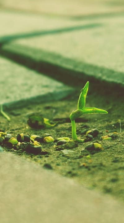 A guide to understanding organic seedling fertilizers.