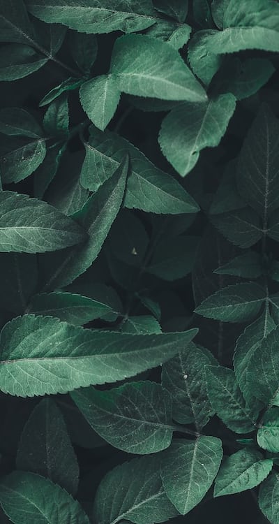 Various types of organic seedling pots for growing plants.