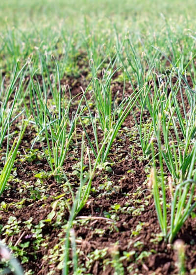 Seedling trays provide organized compartments for starting seeds.