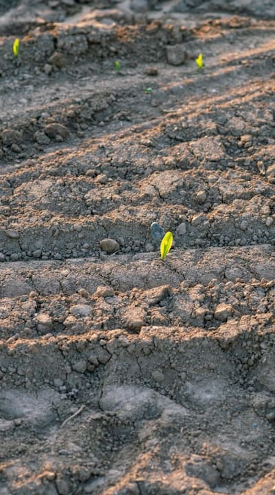 Essential care steps for biennial flower seedlings