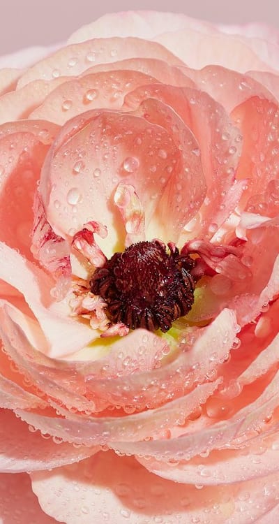 Properly thinning flower seedlings for optimal growth and beauty.