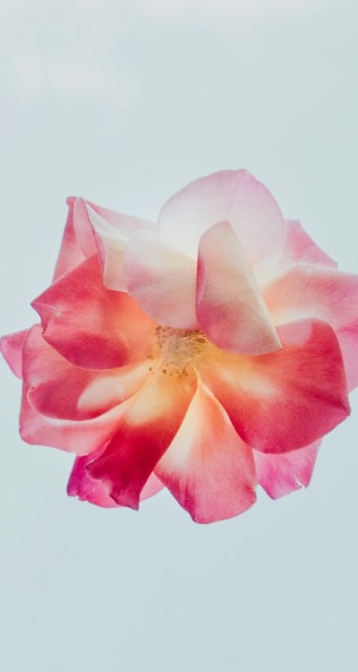 Thinning cut flower seedlings for healthier growth