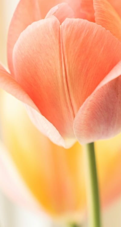 Transplanting cut flower seedlings: techniques and care guide