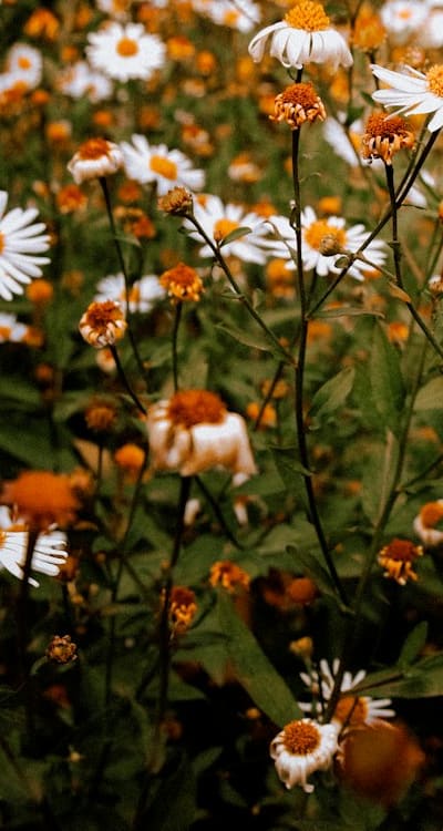 Daisy seedlings thriving in bright and direct sunlight