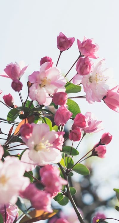 Transplanting flower seedlings for successful growth and establishment.