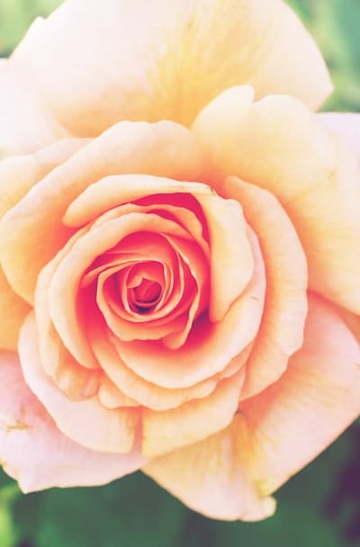 Proper care is crucial for healthy seedling growth.