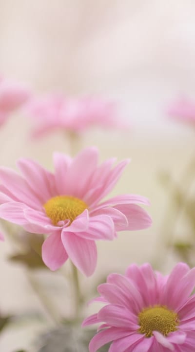 Closeup of delicate flower seedlings in pots